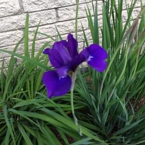 Meet your Posher, Charlene